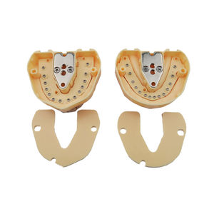 โมเดลการเรียนการสอนทันตกรรมแบบมาตรฐานการศึกษารูปแบบการสอนประเภท BF สำหรับนักเรียน - Product Image 5