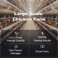 Solutions complètes d'élevage avicole : Système de cages automatiques pour poulets de chair et poules pondeuses