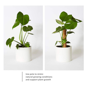 Poteau <span class=keywords><strong>en</strong></span> fibre de coco empilable pour support de Monstera, treillis d'extension pour plantes d'intérieur, piquets de jardinage avec étiquettes <span class=keywords><strong>en</strong></span> <span class=keywords><strong>bambou</strong></span> - Product Image 3