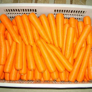 2023 nuova stagione fornitore cinese verdura fresca agricoltura carota carote biologiche all'ingrosso prezzo fresco in cina carota fresca