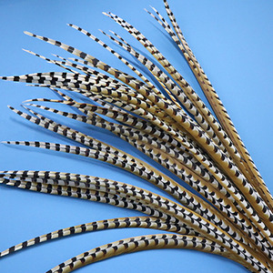 Plumes de queue de faisan collier naturelles longues en gros pour la pêche à la mouche, la fabrication de leurres, la décoration en vrac, les costumes de carnaval. - Product Image 4