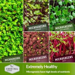 Cao cấp 10 gói microgreens vườn kit bao gồm dưa hấu củ cải và Red acre bắp cải và nhiều hơn nữa - Product Image 6