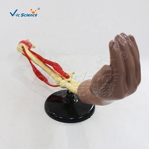 Codo Articulación Movimiento Modelo <span class=keywords><strong>Esqueleto</strong></span> Modelo <span class=keywords><strong>Huesos</strong></span> <span class=keywords><strong>Esqueleto</strong></span> <span class=keywords><strong>Humano</strong></span> Piezas - Product Image 4