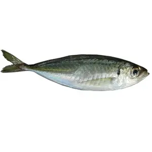 Großhandel gefrorene Pferde makrele (Trachurus Japonicus)/Big Eye Scad Fisch
