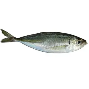 Wholesale Frozen Horse Mackerel (Trachurus Japonicus)/Big Eye Scad Fish