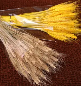 A-1121 Dry Flower Yellow Wheat 100 Stems Bundle Natural Dried Wheat For Wedding Home Store Decor