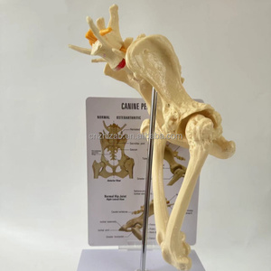 Honden Heupgewricht Model Hond Skelet Bot Dierlijk Onderwijsinstrument - Product Image 1
