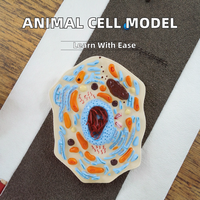 Modelo de Célula Animal para Demostración de la Estructura Microscópica en Ciencias Médicas, Enseñanza de Biología Hospitalaria y Aprendizaje Estudiantil