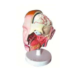 Human head anatomy model detachable brain structure Blood Vessels Brain Stem arteries for medical