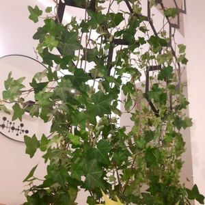 Treillis <span class=keywords><strong>mural</strong></span> en métal hexagonal <span class=keywords><strong>pour</strong></span> plantes grimpantes Petit jardin Design intérieur extérieur <span class=keywords><strong>pour</strong></span> une utilisation suspendue - Product Image 3