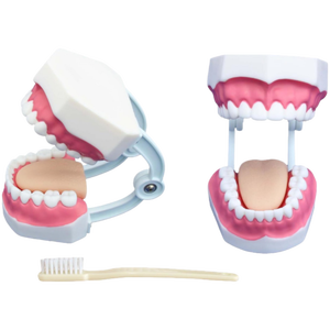Modello Anatomico Compatto per la Formazione in Odontoiatria (28 Denti) - Product Image 3