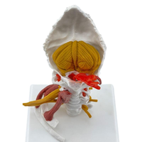 Modelo de Columna Cervical Humana con Músculos y Nervios, 7 Vértebras, Estructura Anatómica del Cuello para Entrenamiento Quiropráctico