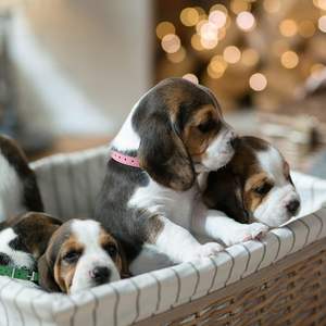 Collares de Identificación Ajustables de Cuero para Perros Pequeños, <span class=keywords><strong>16</strong></span> Colores, 10 Tamaños - Product Image 5