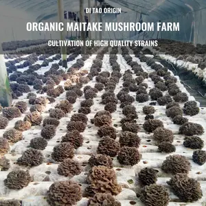 किन्शतंंग कार्बनिक 50% पॉलीसैक्राइड मैटिक मशरूम निकालने वाला पाउडर 30% वयस्कों के लिए प्राकृतिक सामग्री - Product Image 3