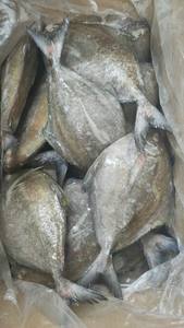 Pomfret negro congelado/Vietnam Pomfret Fish Export -Linda Whatsap 0084 989 322 607 - Product Image 5