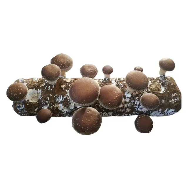 Price for shiitake mushroom spawns wholesale grow bag substrate to getting the fresh shiitake mushroom