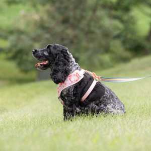 สายจูงสุนัขปรับได้ลายดอกไม้ทำจากโพลีเอสเตอร์และสแปนเด็กซ์สีชมพูสีชมพูขนาดเล็ก - Product Image 6