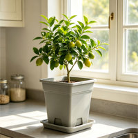 Pot Bunga Plastik Persegi PP Pot Anggrek Lubang Drainase Tahan Lama Desain Minimalis Kapasitas 9.71L Penggunaan Luar Ruangan/Dalam Ruangan Lantai Rumah