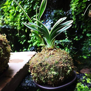 Macetas Creativas con <span class=keywords><strong>Musgo</strong></span> <span class=keywords><strong>para</strong></span> <span class=keywords><strong>Plantas</strong></span> <span class=keywords><strong>de</strong></span> Interior - Estilo Kokedama - Product Image 3