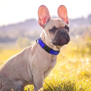 <span class=keywords><strong>Collar</strong></span> de perro personalizado acolchado neopreno poliéster reflectante para perro - Product Image 6