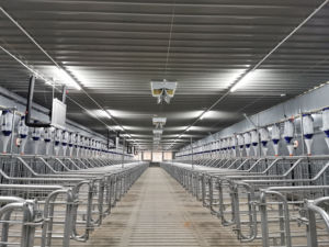 Gabbia per Gestazione Scrofe <span class=keywords><strong>in</strong></span> Acciaio Zincato Durevole - Confortevole e Facile da Pulire |   Attrezzature Professionali per l'Allevamento di Suini - Product Image 6