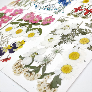 Gran oferta de materiales de flores secas, maquillaje DIY, funda para teléfono de uñas, marco de flores de plantas, flor prensada decorativa seca Natural Real - Product Image 6