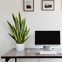 Plante artificielle Sansevieria jaune avec pot blanc pour décoration de table intérieure - Vente en gros Bossion