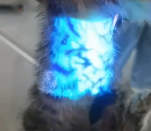 Alat Pencari Vena Hewan Peliharaan Qv500 untuk Kucing Anjing dan Hewan Lainnya - Product Image 2