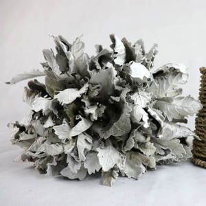 Décoration Véritable Naturel Dusty <span class=keywords><strong>Miller</strong></span> Fleur Séchée Naturelle Feuille d'Argent Véritable Chrysanthème Feuilles Sèches Dusty <span class=keywords><strong>Miller</strong></span> - Product Image 4