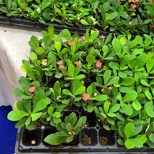 Groeiende Zaden Uit Dienbladen Zaadbakken Planten Gaten Dienblad Zaadschuim