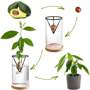 Nuevo Recipiente Transparente para Cultivo <span class=keywords><strong>de</strong></span> Semillas <span class=keywords><strong>de</strong></span> Aguacate, Soporte Triangular Metálico para Cultivo Hidropónico - Product Image 2