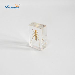 Especímen de locusta en resina, estructura corporal completa de insecto para la observación y enseñanza de biología, CE/ISO/ROHS/CNAS - Product Image 3