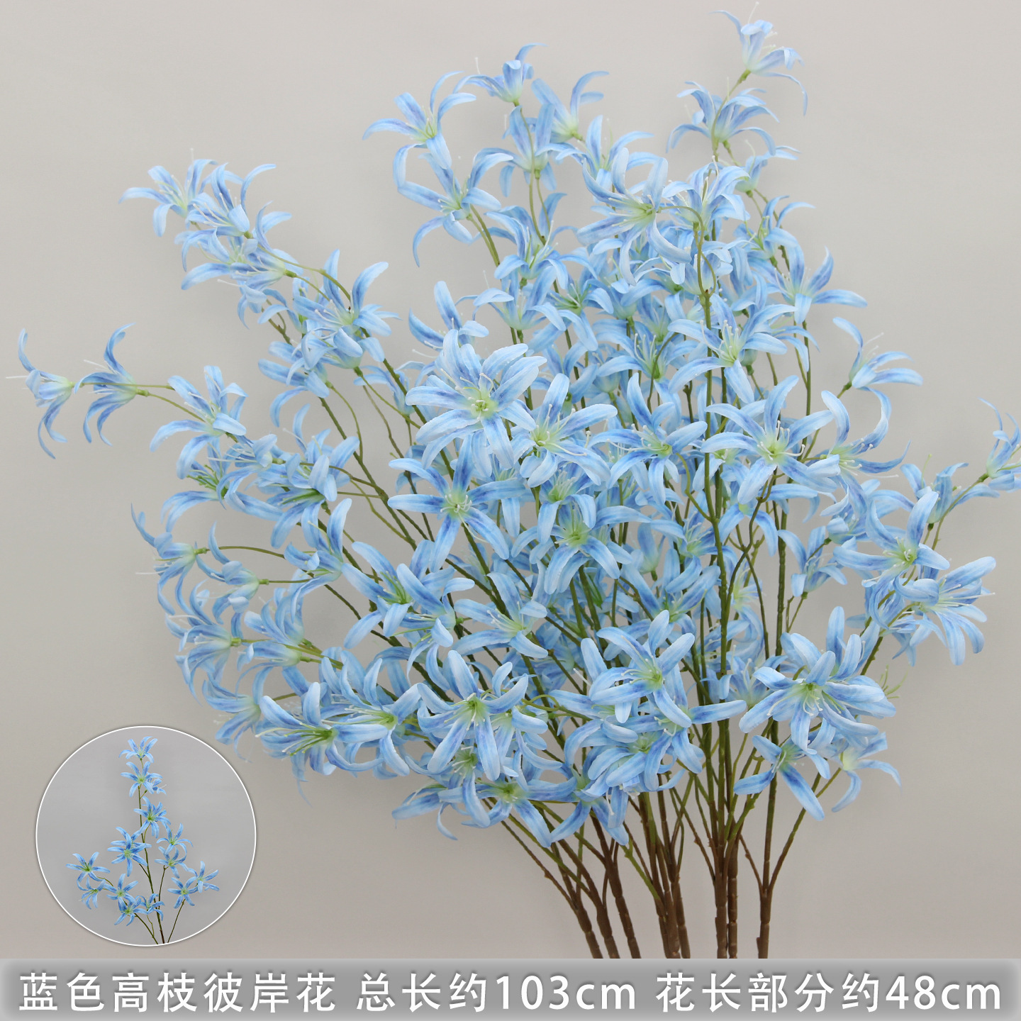 Blue high branch of spider lily