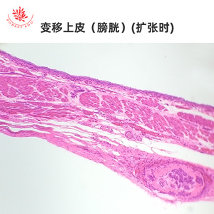 Muestras del sistema urinario teñidas con HE, preparados microscópicos, secciones de ureter, vejiga y riñón, observación microscópica, biología típica - Product Image 3