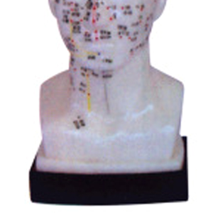 Modelo de Puntos de Acupuntura Médica ADA Y1012/Y1013 de 20 cm y Modelo de Cabeza de Tamaño Real para Estudiantes de Shanghái - Product Image 4