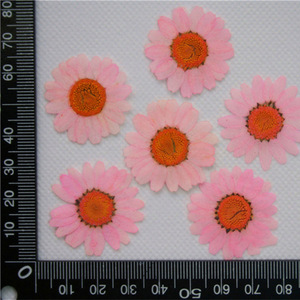 20mm-30mm Natural flor prensada en seco DIY accesorios de joyería Margarita prensada seca para funda de teléfono postal decoración artesanal - Product Image 2