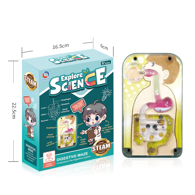 Science Toys Human Body Explore of
