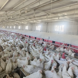 ระบบเก็บไข่ไก่แบบกล่องวางไข่อัตโนมัติสำหรับฟาร์มสัตว์ปีก - Product Image 3