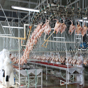 Qingdao Raniche Mini planta procesadora de pollos matadero de pollos cerca de <span class=keywords><strong>mí</strong></span> equipo de carnicero máquina de matanza para pollos - Product Image 2