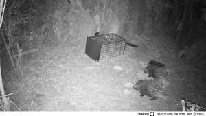 Caméra de <span class=keywords><strong>chasse</strong></span> 2G MMS SMTP HC801M <span class=keywords><strong>940nm</strong></span> Caméra de faune cellulaire - Product Image 5