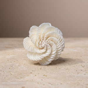 Sola Wood Eco-Friendly 5 cm Artificial <b>Reed</b> <b>Diffuser</b> Aesthetic Advantage Bulk Home Wedding Decorative Flowers Plants White - Product Image 3