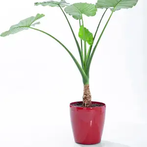 Современный Стильный Высокий пластиковый цветочный горшок, используемый для наружного и внутреннего декора, большой горшок для компаний и предприятий