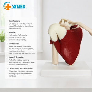 Modèle d'articulation de l'épaule humaine avec <span class=keywords><strong>muscles</strong></span>, modèle anatomique grandeur nature de l'épaule humaine avec <span class=keywords><strong>muscles</strong></span> et ligaments, CE/ISO - Product Image 1