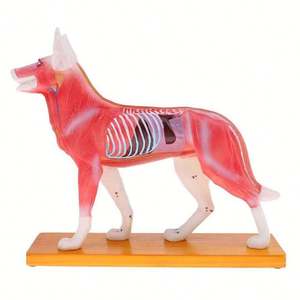 KyrenMed köpek akupunktur Model beyin 72 puan köpek akupunktur noktası modeli veteriner akupunktur hayvan anatomik modelleri - Product Image 1