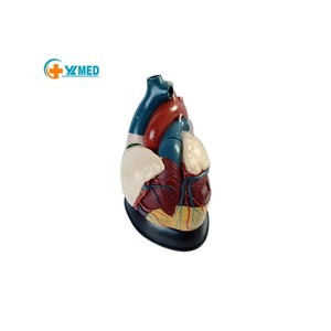 Échographe médical Yulin YL2-30080 fabriqué au Henan pour le service <span class=keywords><strong>de</strong></span> cardiologie hospitalier, modèle <span class=keywords><strong>de</strong></span> cœur humain à grossissement 5X, manuel - Product Image 1