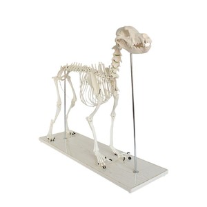 Esqueleto de perro simulado hecho de PVC, móvil, duradero, de plástico beige, material didáctico, modelo de esqueleto de perro grande y pequeño - Product Image 4