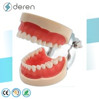 Modèle de dents humaines en PVC de haute qualité, structure anatomique durable pour l'enseignement scolaire et la formation dentaire Deren