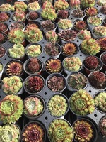 P1 Pot Pot sukulen dan kotak tanaman plastik, Pot bulat klasik Pot tanaman taman kecil pembibitan Pot bunga putih