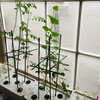 Kit de culture hydroponique de cm, plantation de tomate avec treillis, vignes en plein air, tour d'arbre, jardin vert