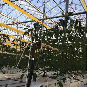 Rollo de <span class=keywords><strong>Cinta</strong></span> Adhesiva Amarilla de 20 cm x 100 m, <span class=keywords><strong>Cinta</strong></span> de Doble Cara para Insectos, para Pulgones y Moscas Blancas en Invernaderos y Granjas - Product Image 5